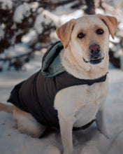Load image into Gallery viewer, Dog Down Reversible Jacket
